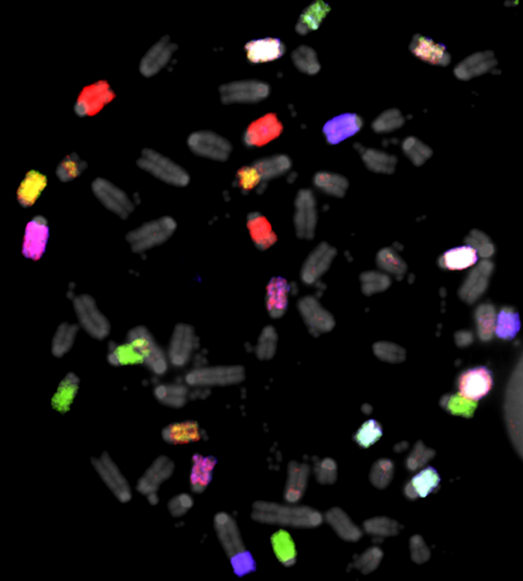 MFISH Image Mouse Chromosomes